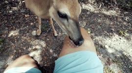 Friendly wild deer licks man's leg