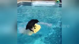 From the Shelter to the Surf
