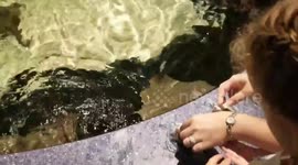 Hand feeding stingrays