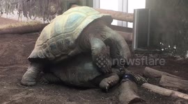 Two giant tortoises mate loudly at UK zoo