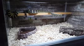 snake eats mouse