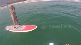 Santa Barbara paddle boarders have VERY close encounter with great white shark