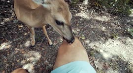 Friendly wild deer licks man's leg