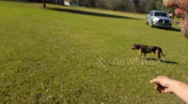 Installing a fence-less dog fence