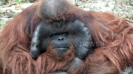 Huge orangutan has lunch