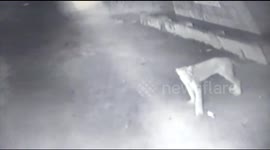Herd of fearless cows chase away pride of lions in Gujarat village