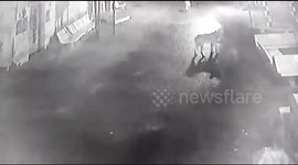 Herd of fearless cows chase away pride of lions in Gujarat village