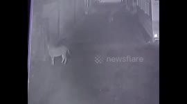 Herd of fearless cows chase away pride of lions in Gujarat village