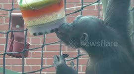 Chimps enjoy a birthday party