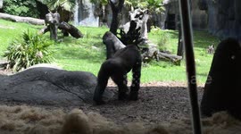 Come at me bro!