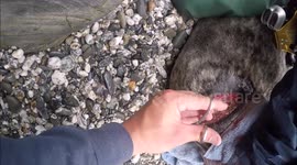 Seal saved from bottom of cliff after freed from netting