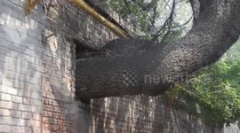 Hundreds-year-old tree grows through elderly man's house