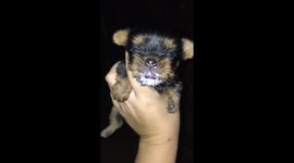 Lily the yorkie with milk all over her face