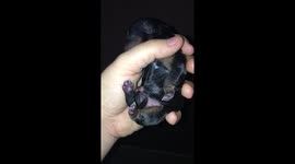 Newborn Yorkshire terrier puppies are too cute