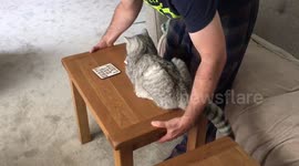 Lazy cat stays put as table moved