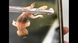 Watch moment doctors in China remove a live gecko from man's ear