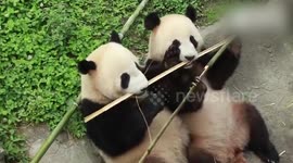 Cute video shows pandas sharing bamboo
