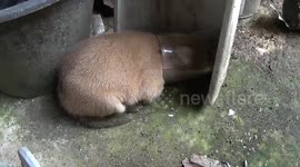 Puppies Stuck In Glass Glasses