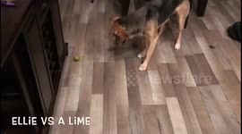 My dog vs a Lime