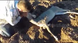 Man performs mouth-to-mouth resuscitation on unconscious deer