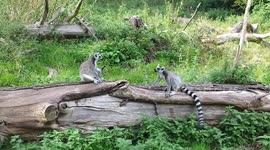 lemur crying out