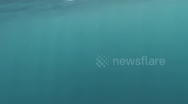 Inquisitive Blue Shark swims up to Snorkelers