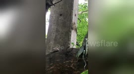 Newsflare Edit - Snake SPITS OUT Gecko After Being Attacked By Its Friends