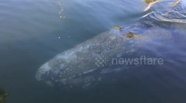 Whale swims right next to boat in Newport Beach harbour