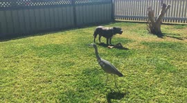 Wild heron shares backyard with staffordshire bull terrier