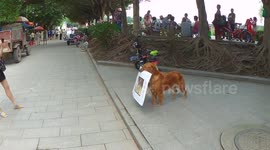 Cute dog trained to advertise a burger bar
