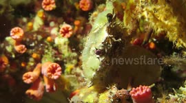 Watch how a Crab releases its cluster of newborn baby crabs into the ocean