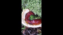 Shiny mushroom at the base of a tree with green moss growing off the top