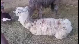 Lazy Alpaca