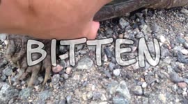 Bitten by a Snapping Turtle