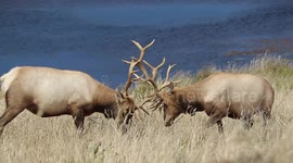 Beautiful clip of elk locking antlers