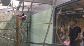 Gibbon chilling in crazy high position