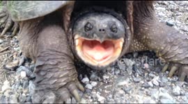 Snapping turtle bites man's hand
