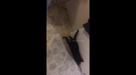 Feral cat now domesticated (to a degree)