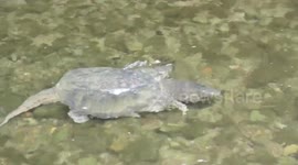 Wild Snapping Turtle