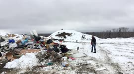 Bald Eagle's at the Garbage Dump
