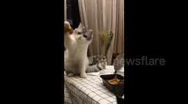 Cute cat tries to grab owner's food
