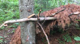 My Shelter Survives One Year