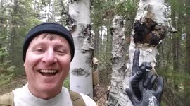 Chaga - How to pick and process for tea or tinder
