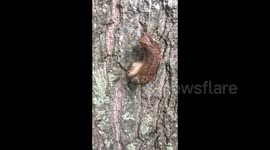 Mating Leopard Slugs