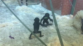 Super cute baby bonobos larking around