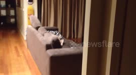 Barry the Bulldog busted!!