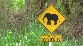 Elephant trekking in Thailand's Mae Sa Valley in Chiangmai province