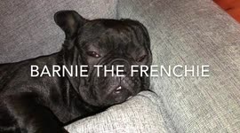 EPIC SNORING (AND SLEEP APNEA) FROM FRENCH BULLDOG!!!