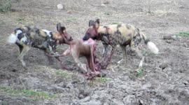 Sensitive viewing - Two African Wild Dog ripping impala to shreds in under 5 minutes