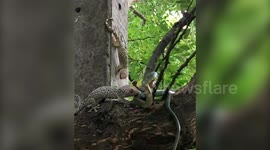 Snake spits out lizard after being attacked by its friends